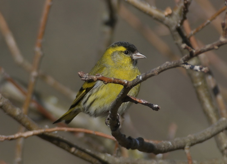 Lucherino - Carduelis spinus